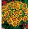 Tagetes_patula_nana_Naughty_Marietta