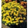 Tagetes_tenuifolia_Lemon_Gem