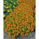 Tagetes_patula_nana_Petite