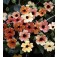 Thunbergia_alata_Sunset_Shades