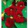 Tropaeolum_minus_Tip_Top_Velvet