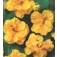 Tropaeolum_minus_Golden_Jewel