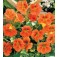 Tropaeolum_minus_Alaska_Salmon_Orange