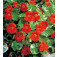 Tropaeolum_minus_Alaska_Tip_Top_Red