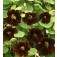 Tropaeolum_majus_Black_Velvet_Oost-Indische-Kers