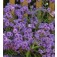 Verbena_rigida_Intensity_IJzerhard  