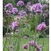 Verbena_bonariensis_Purple_Top_IJzerhard