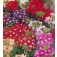 Ijzerhard_Verbena_Sparkles_mix