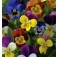 Viola_cornuta_Chicky_Chicks