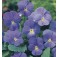 Viola_cornuta_Blue_Perfection_Hoornviooltje