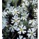 Zaluzianskya_capensis_Midnight_Candy_nachtphlox