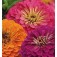 Zinnia_elegans_Jazz