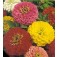 Zinnia_elegans_Giant 