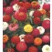 Zinnia_elegans_Sprite_mix