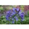 Agapanthus headbourne