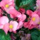 Begonia_roze