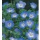 Nemophila_Baby_Blue_Eyes