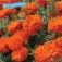 tagetes_afrikaantje_kees_orange_WB21415