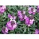 Cheiranthus_strandviolier