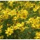 coreopsis_goudgeel