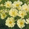 Cosmos_Xanthos