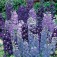 delphinium_Magic_Fountains