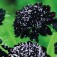 Duifkruid_Scabiosa_Black_Knight_WB21416