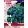 echium_vulgare_blue_bedder_slangenkruid
