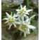 Edelweiss