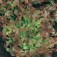 Eikenbladsla_Red_Salad_Bowl