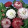 Bellis_Goliath_Double_Flower_Mix