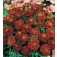 Tagetes_patula_Red_Cherry_Afrikaantje