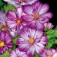 Cosmea_Sweet Kiss