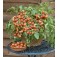 Tomaten_balkontomaat_Cherry_Falls