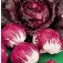 Radicchio_Palla_Rossa 3