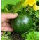 Courgette_Tondo_di_Piacenza