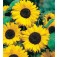 Helianthus_annuus_Hallo_zonnebloem