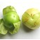 Tomatillo_Mexicaanse_Aardkers