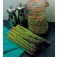 Asperge_ariana