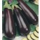 Aubergine_Halflange_Violette