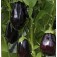 Aubergine_Bonica