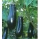 Aubergine_Long_Purple