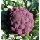 Bloemkool_Violet_Groentezaden