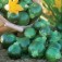 Courgette_Tondo_di_Piacenza