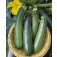 Courgette_All_Green_Bush
