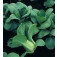 Groentezaden_Pak_Choi_Choko