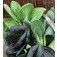 Pak_Choi_Colour&Crunch