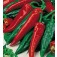 Paprika_Friggitello