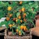 Paprika_mini_Orange