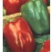 Paprika_California_Wonder
